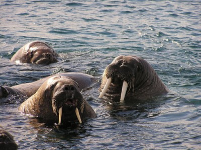 моржи.jpg