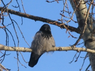 IMG_0004___.JPG