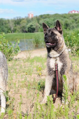 akita.jpg