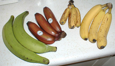 375px-Bananavarieties.jpg