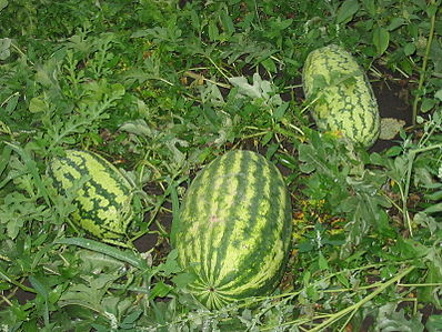 398px-Watermelons1.JPG